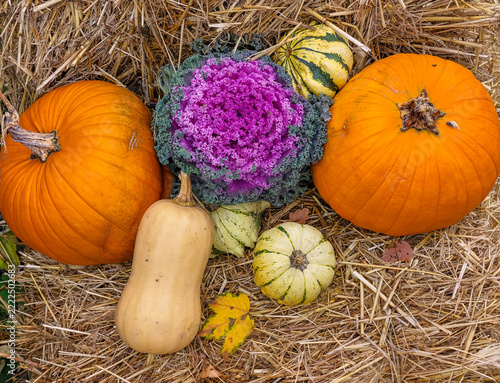 Autumn Harvest Pumpkins for Halloween and Thanksgiving