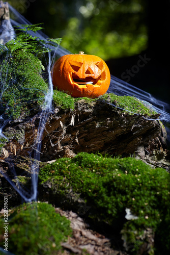 Halloween pumpkin on mossy stump in the forest. Old stump is covered with spiderweb. Concept of Halloween event.