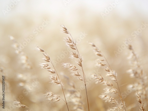 Delicate wild grass seeds swaying gently in bright morning sunlight with soft golden tones