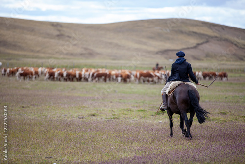 Pedigree Hereford cattle in the remote reaches of Argentine Tierra del Fuego, Patagonia