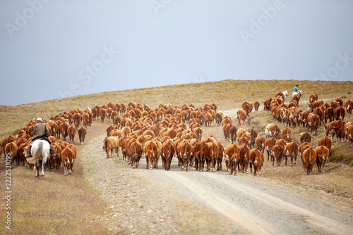 Pedigree Hereford cattle in the remote reaches of Argentine Tierra del Fuego, Patagonia