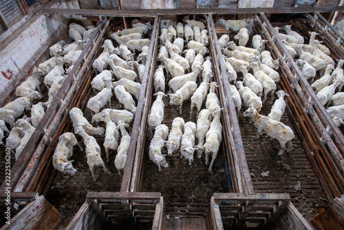 Livestock work with sheep on ranches in Tierra del Fuego, Argentina: wool shearing and shepherding tasks.