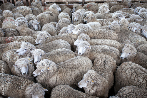 Livestock work with sheep on ranches in Tierra del Fuego, Argentina: wool shearing and shepherding tasks.