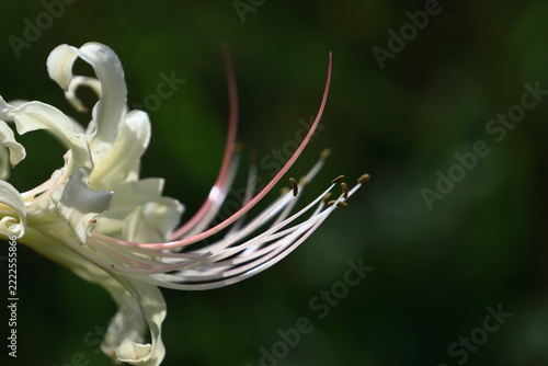 情熱の花