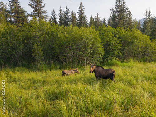 Two Moose Standing at the Edge of an Alaskan Forest
