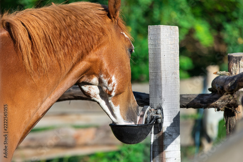 Horse drink water in farm