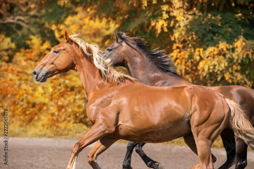 Two horse run gallop