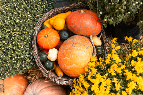 Wicker basket full of colorful pumpkins and gourds with yellow chrysanthemums as autumn harvest decoration