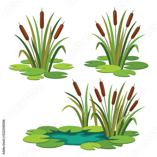 Cattail and Lily Pad Illustration Set