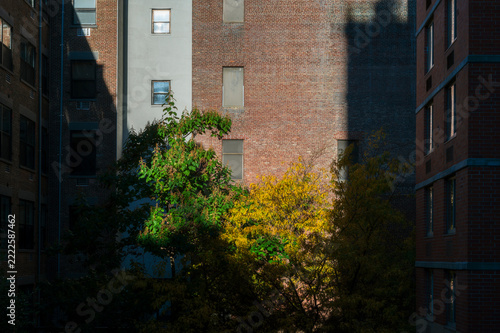 Colorful fall tree with golden leaves in front of an old apartment building