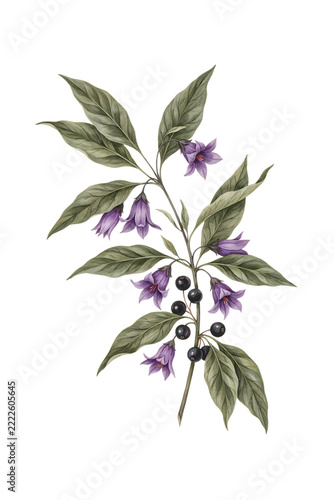 Deadly nightshade plant with purple flowers and berries