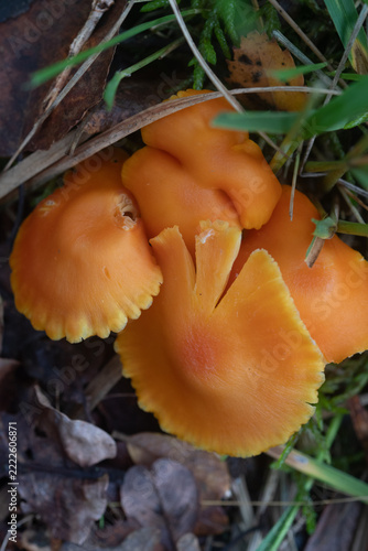 Orange fungi growing within the Site of Special Scientific Interest Breney Common Cornwall 