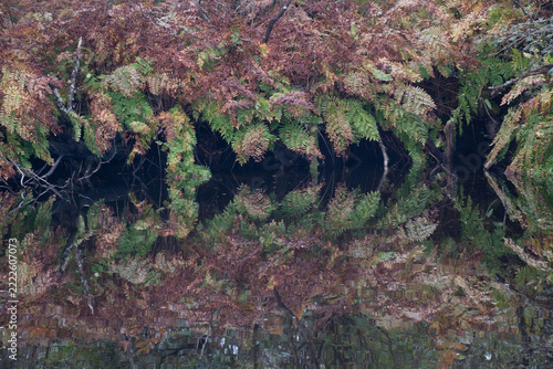 Autumnal ferns reflected in a pool at Site of Special Scientific Interest Breney Common Cornwall 