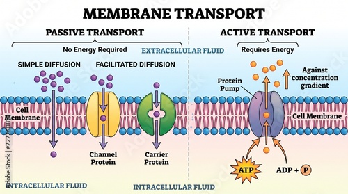 Cell Membrane Transport Diagram Showing Passive and Active Processes