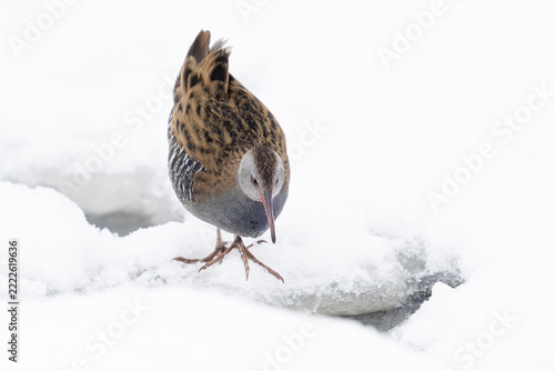 European water rail (Rallus aquaticus)