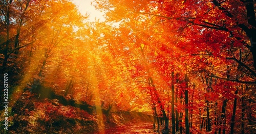 fire in the forest