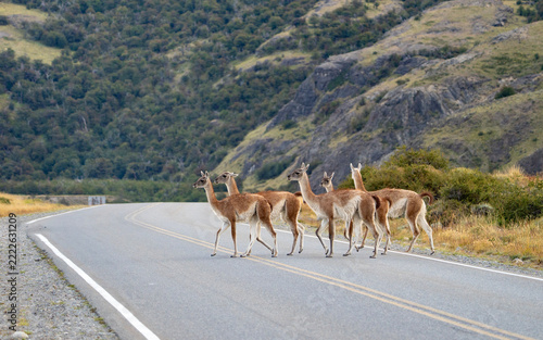 Guanacos crossing road in Patagonia, Lama guanicoe near El Chalten, Argentina