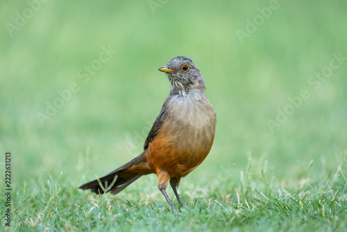 Rufous-bellied thrush in green grass, Turdus rufiventris, birds of Argentina