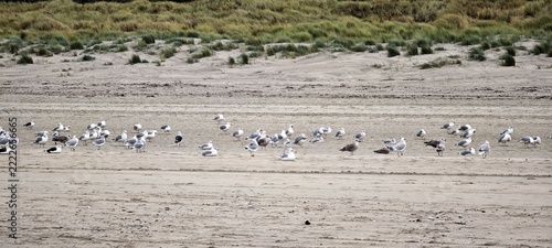Möwen am Nordseestrand