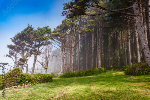 Trees In The Mist 3