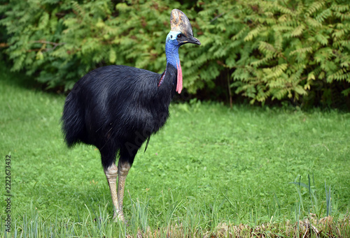 Helmkasuar auf einer Wiese