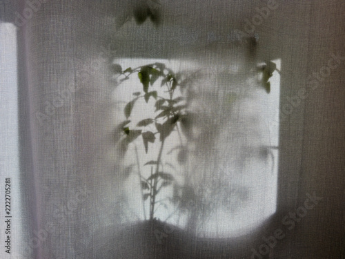 Silhouette of plant behind a curtain  