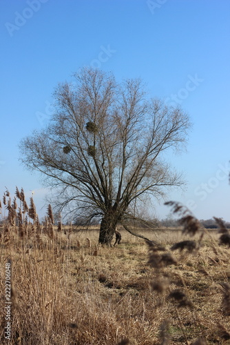 A bare tree with mistletoe in its branches stands tall in a dry grassy field under a clear blue sky