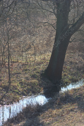 A serene stream flows through a wooded area in late autumn or early winter, with bare trees and dry foliage