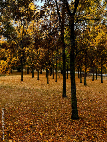 Autumn silence in the park