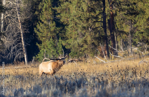 Bull Elk During the Rut in Grand Teton Naitonal Park Wyoming in Autumn