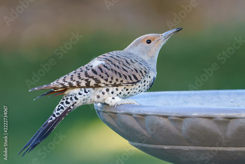 Female Northern Flicker in autumn plumage
