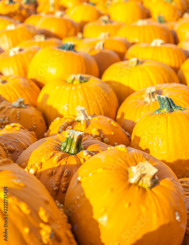 A lot of different pumpkins
