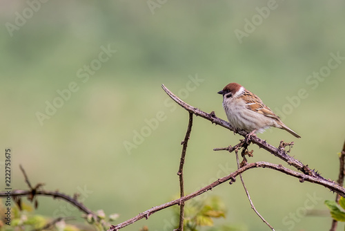 Tree sparrow (Passer montanus)