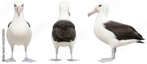 Albatross bird character turnaround sheet from three angles