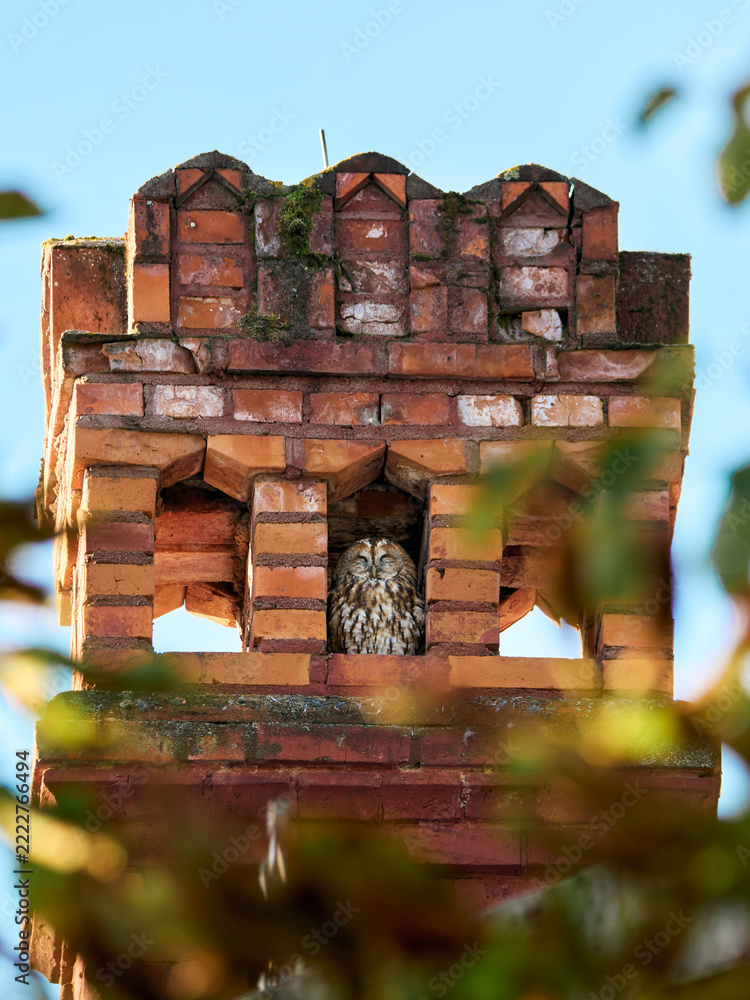 Fototapeta premium Puszczyk (zwyczajny), tawny owl, Strix aluco - w zurbanizowanym świecie, ukryty w otworze starego, ceglanego komina. Tawny owl sitting inside an old brick chimney.