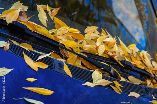 Bright yellow autumn leaves on blue car windshield, wipers. Close-up of vibrant fallen foliage on bonnet, windshield wipers of automobile, autumn season, striking color contrast, natural background