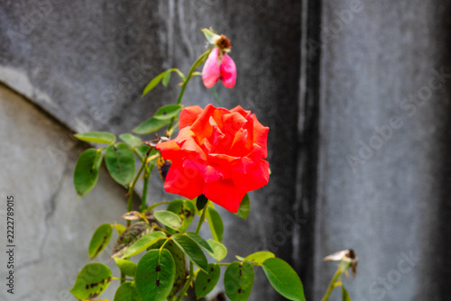 Beautiful red roses blooming in summer garden. Rose flowers growing outdoors, nature, blossoming flowers