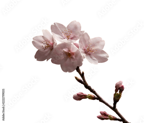 Cherry blossom image without a background