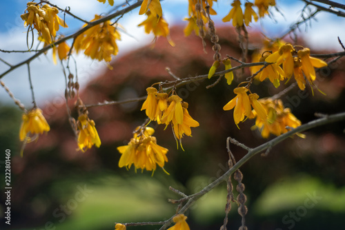 New Zealand Kowhai Tree in yellow bloom. Symbol of springtime in NZ