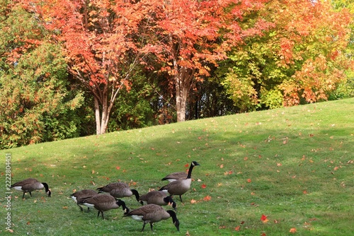 Flock of Canada geese grazing on green grass with vibrant autumn foliage