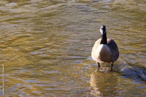 Canada goose standing in the shallow water of an autumn river