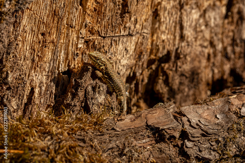 Basking lizard rests on sunlit tree bark surrounded by moss