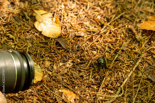 Iridescent beetle crawls beside a camera lens on the forest floor
