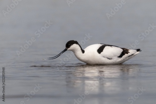 Avocet, Recurvirostra avosetta, saber beaks, birds, charadriiformes, limikolen, birds, waders, waterbirds, waders
