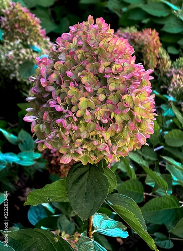Numerous PANICIED HYDRANGEA plants were found in the landscaped area of a local church in Salem, Oregon.
