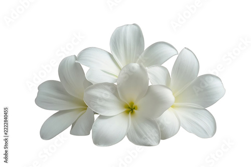 Spray of white plumeria flowers with yellow centers