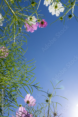 コスモスの花畑