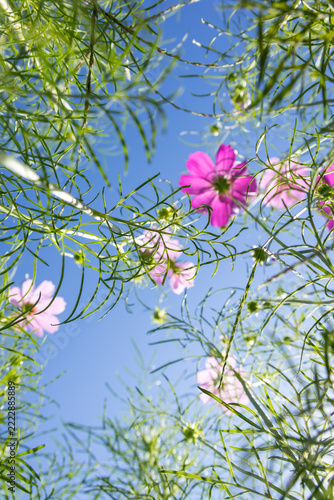 コスモスの花畑