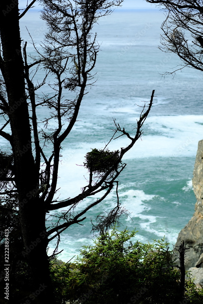 Fototapeta premium Eagle nest in a dead tree above ocean surf