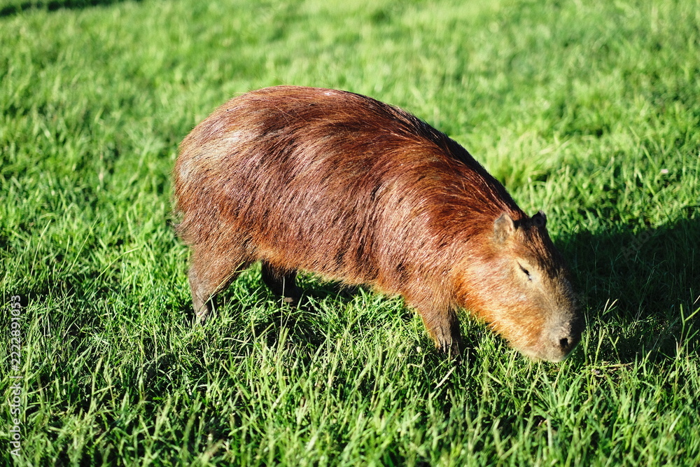 Fototapeta premium Capybara grazing on green grass